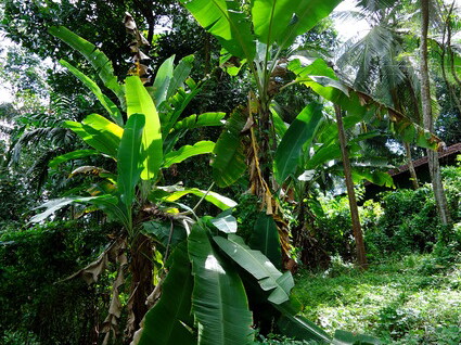 02_gonagaldeniya_sri_lanka