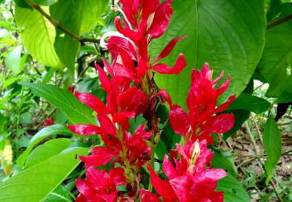 02_gonagaldeniya_sri_lanka