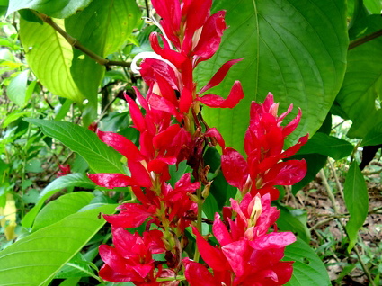 02_gonagaldeniya_sri_lanka