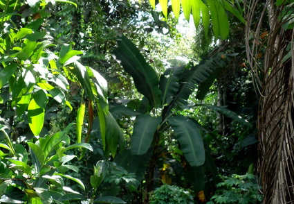 02_gonagaldeniya_sri_lanka