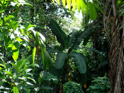 02_gonagaldeniya_sri_lanka