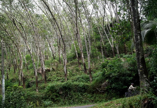 02_gonagaldeniya_sri_lanka