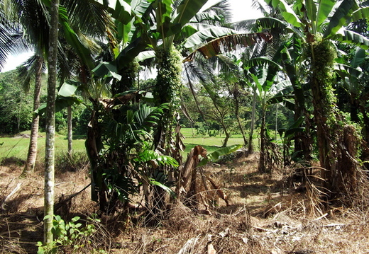 02_gonagaldeniya_sri_lanka