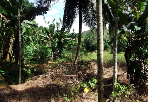 02_gonagaldeniya_sri_lanka