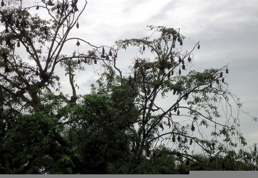 03_nach_Kandy_sri_lanka