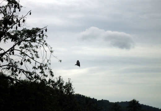 03_nach_Kandy_sri_lanka