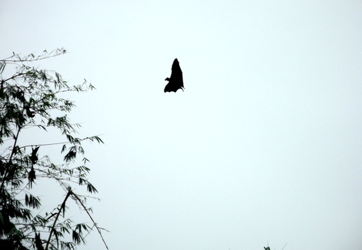 03_nach_Kandy_sri_lanka