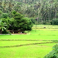 03_nach_Kandy_sri_lanka