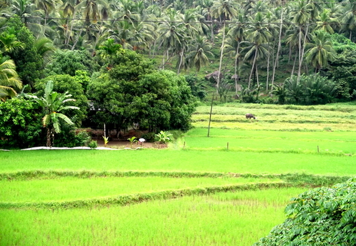 03_nach_Kandy_sri_lanka