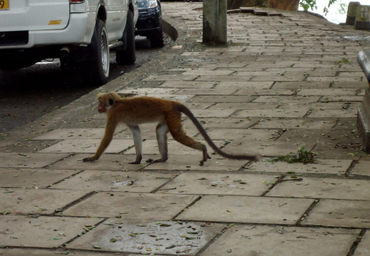 03_nach_Kandy_sri_lanka