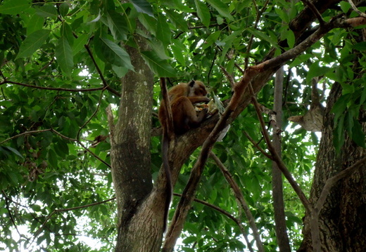 03_nach_Kandy_sri_lanka