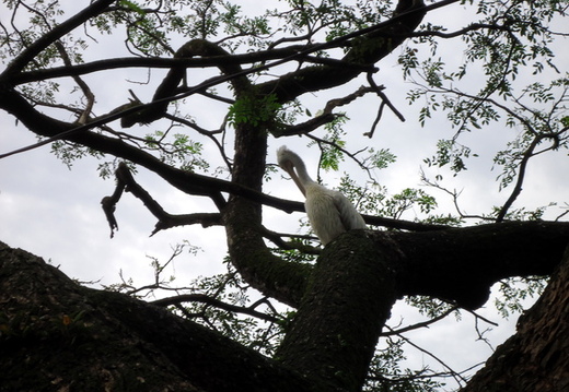 03_nach_Kandy_sri_lanka