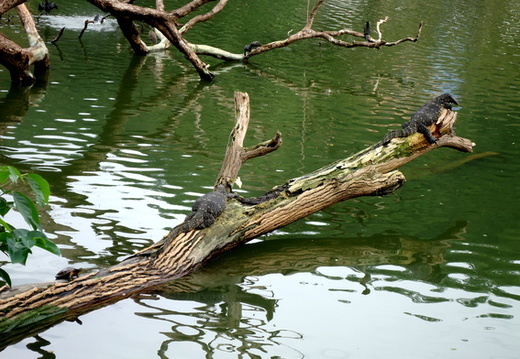 03_nach_Kandy_sri_lanka