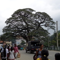 03_nach_Kandy_sri_lanka