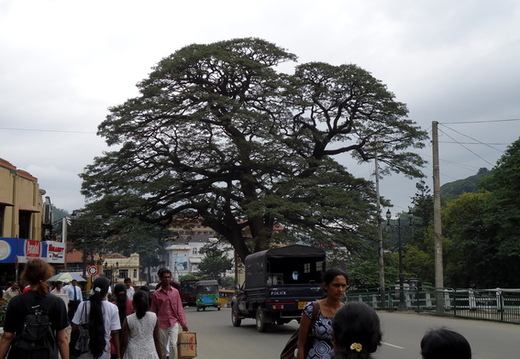 03_nach_Kandy_sri_lanka