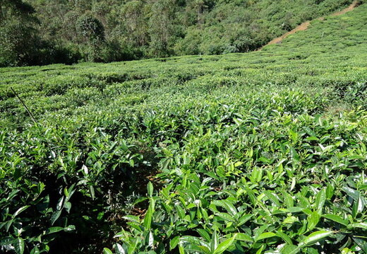 05_hochland_sri_lanka