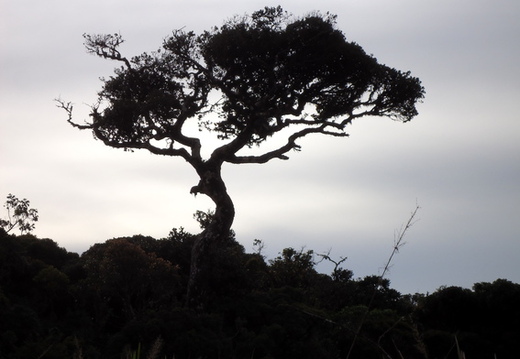 05_hochland_sri_lanka