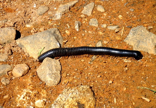 05_hochland_sri_lanka