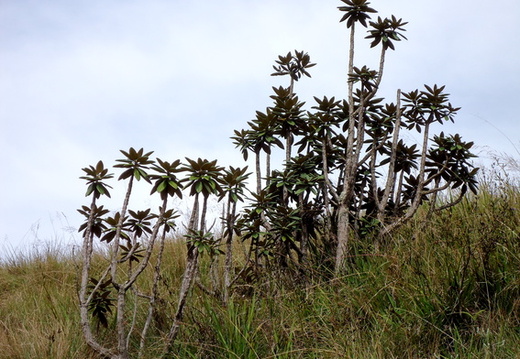 05_hochland_sri_lanka