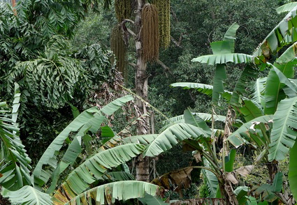 05_hochland_sri_lanka