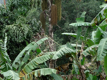 05_hochland_sri_lanka