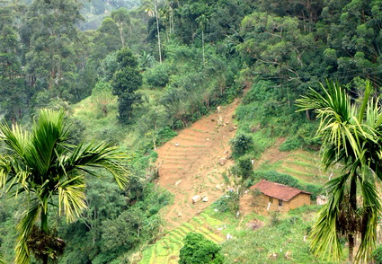 05_hochland_sri_lanka