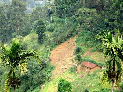 05_hochland_sri_lanka