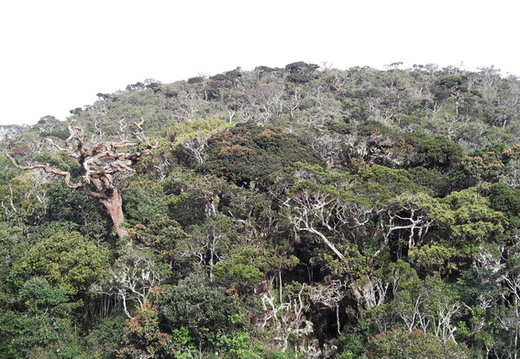 05_hochland_sri_lanka