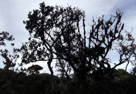 05_hochland_sri_lanka