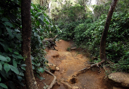 05_hochland_sri_lanka