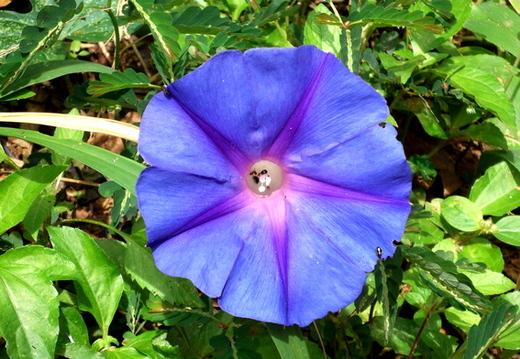 05_hochland_sri_lanka