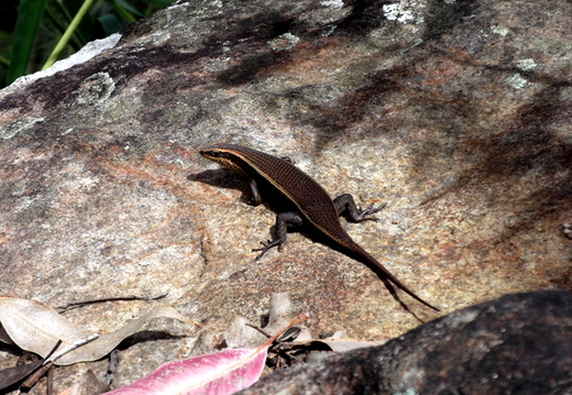 05_hochland_sri_lanka