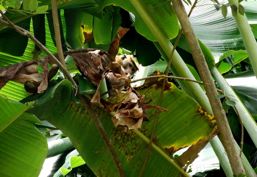 05_hochland_sri_lanka