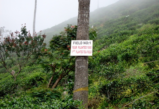 05_hochland_sri_lanka