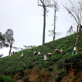 05_hochland_sri_lanka