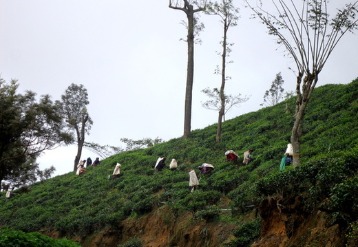 05_hochland_sri_lanka