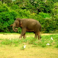 08_yala_sri_lanka