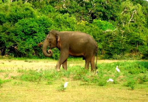 08_yala_sri_lanka