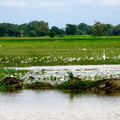 08_yala_sri_lanka