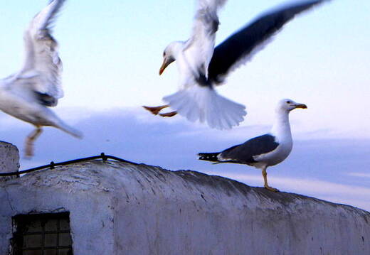 Essaouira Hafen Möven