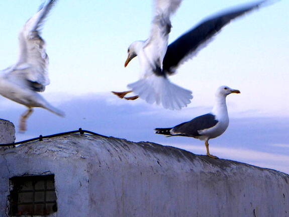 Essaouira Hafen Möven