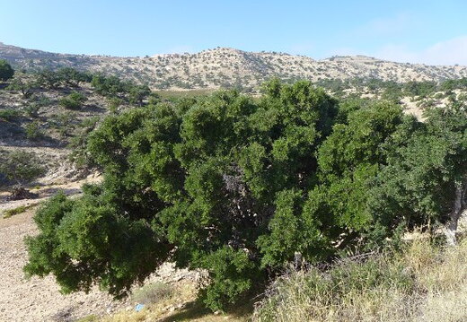 02_alltag in trabzini