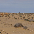 05_westsahara