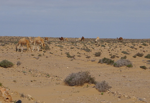 05_westsahara