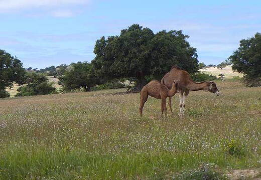 07_Rueckweg nach Safi