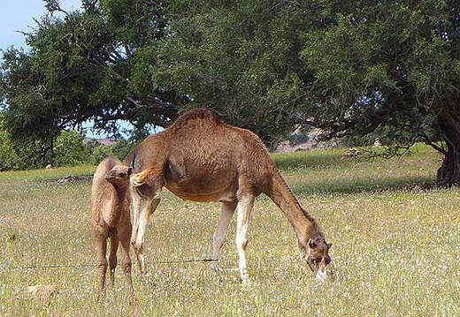 07_Rueckweg nach Safi