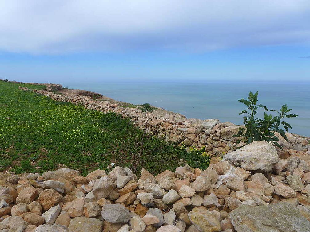 Weide an der Küstenstraße