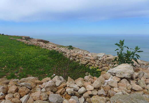 Weide an der Küstenstraße