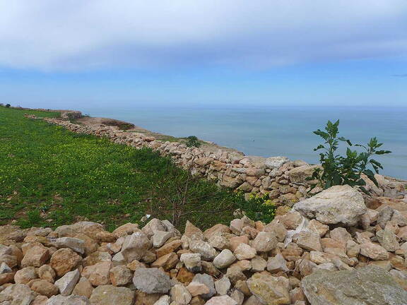 Weide an der Küstenstraße