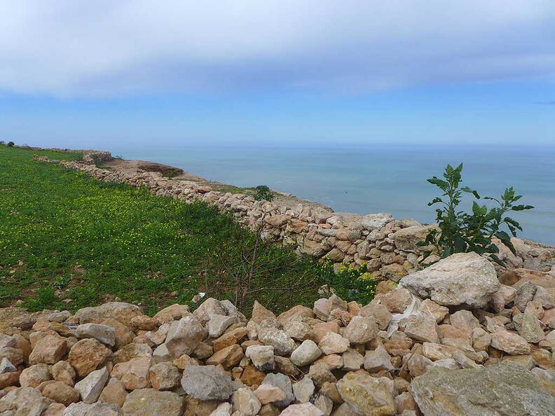 Weide an der Küstenstraße